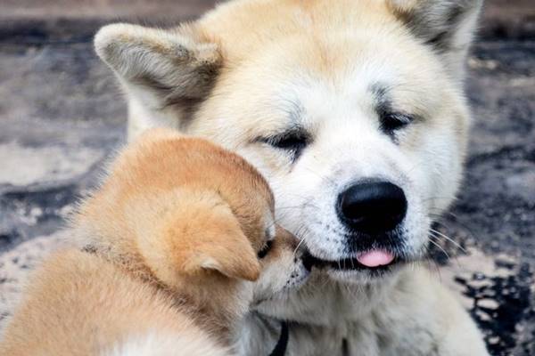 mamma con il suo cucciolo