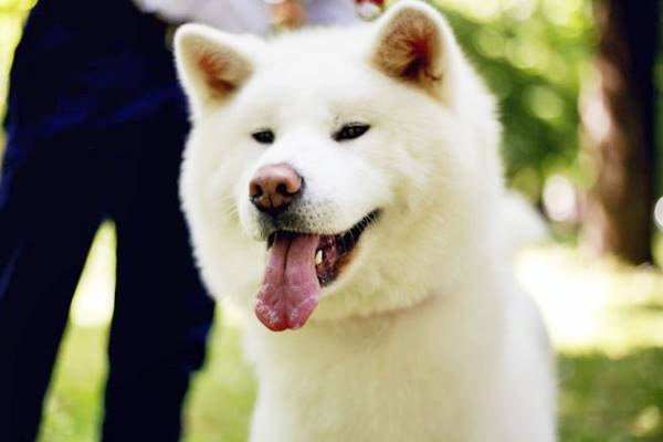 un esemplare di akita a pelo bianco