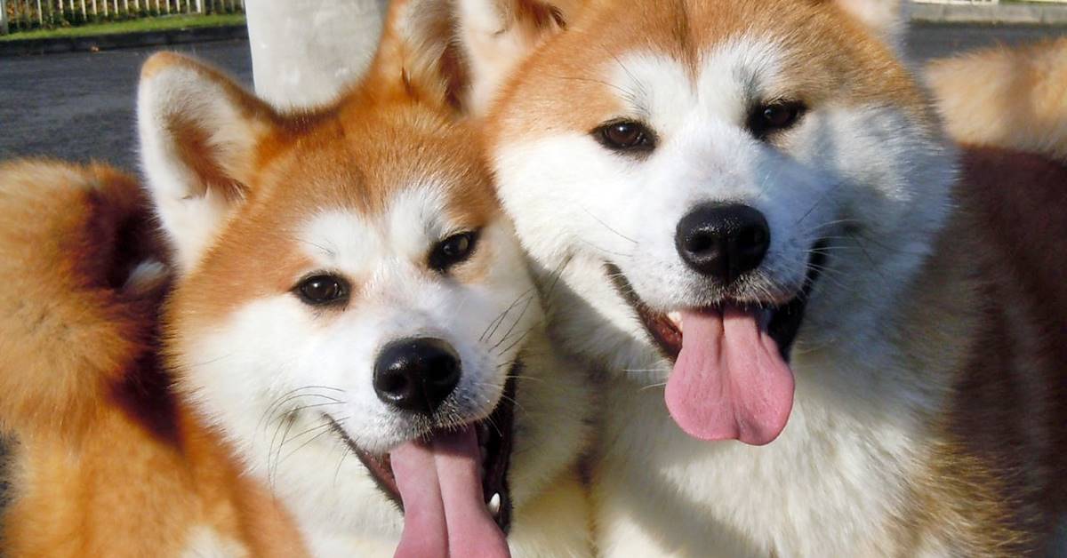 Akita, foto bellissime di questo cane fedele e antico