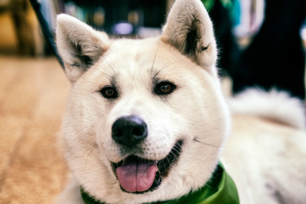 un akita di colore bianco