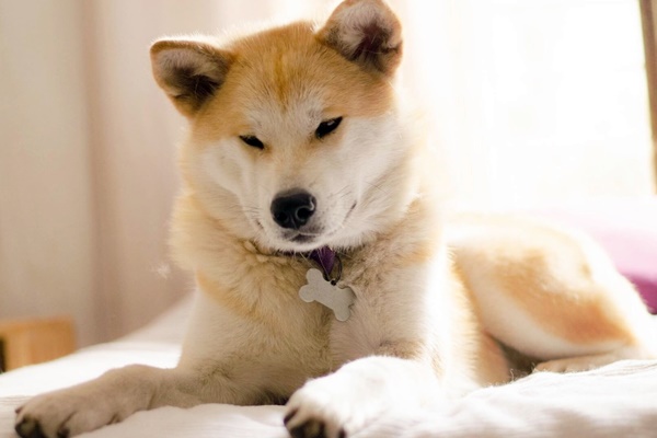 cane che dorme sul letto