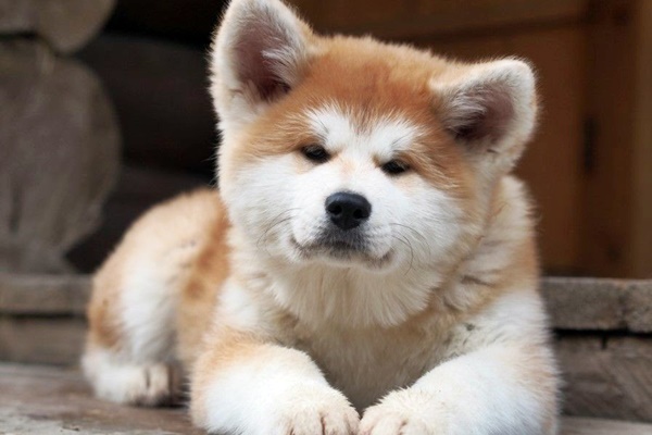 un akita inu morbido e peloso