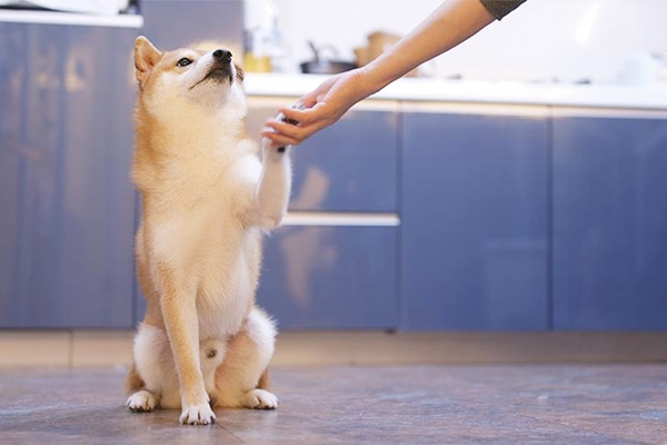 insegnare al cane a dare la zampa