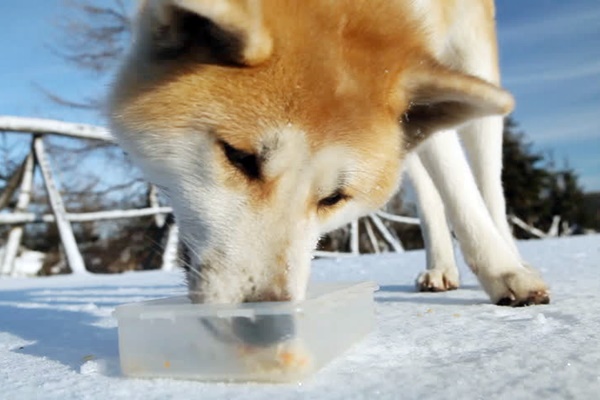 akita inu tra la neve