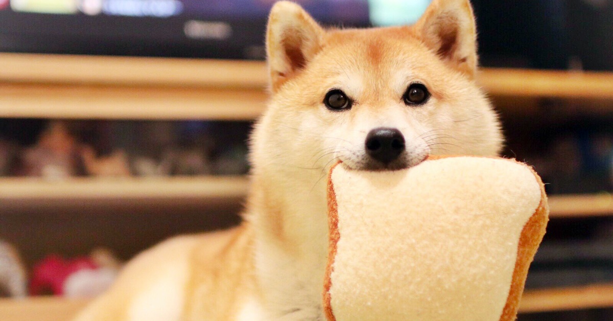 Akita Inu, cosa mangia: la dieta più adatta per il cane giapponese