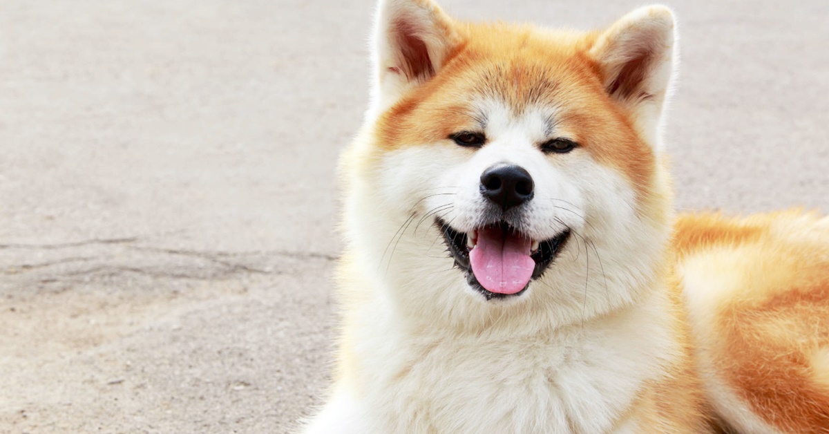 Akita Inu, può vivere in Italia? Adattabilità e cura