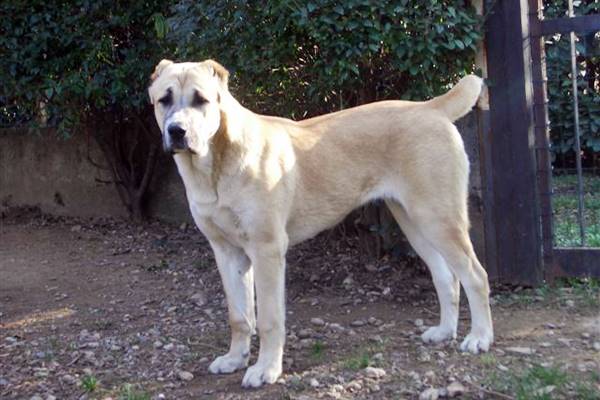 cane da guardia