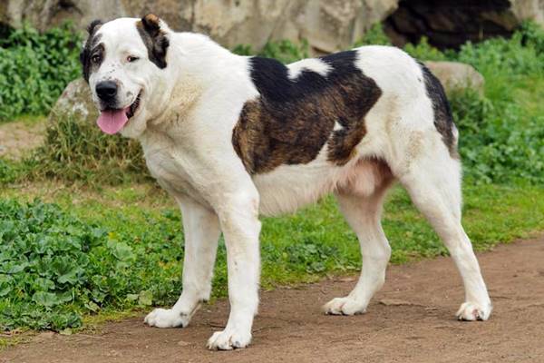 cane di grossa taglia bianco e marrone