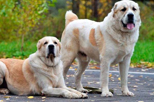 due cani di grossa taglia