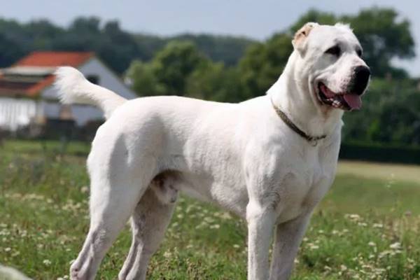 cane che vive in montagna