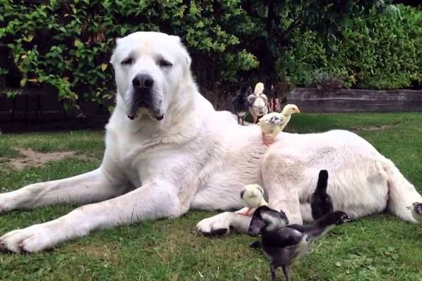 cane divertente che gioca con le paperelle