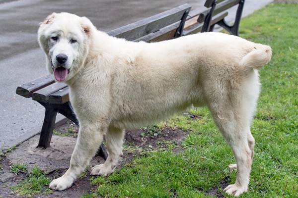 cane da pastore di colore bianco