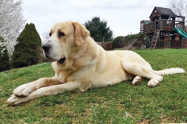 cane da guardia per la casa e la famiglia