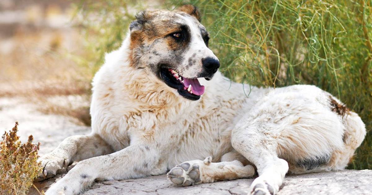 Alabai, storia di questo cane particolare