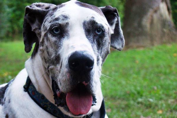 cane gigante dal carattere buono