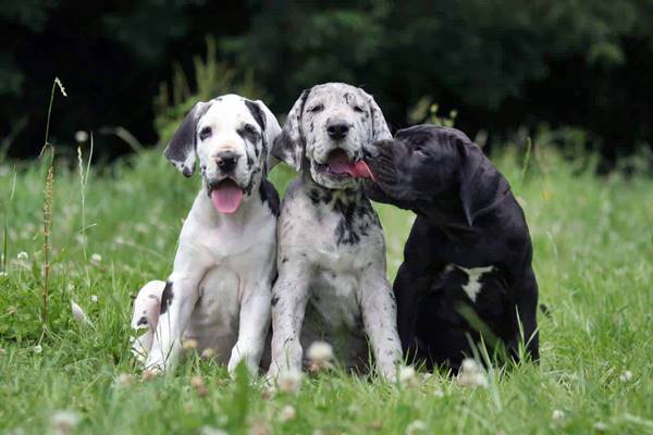 tre cuccioli di alano