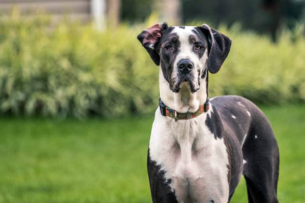 non bisogna tagliare le orecchie al cane