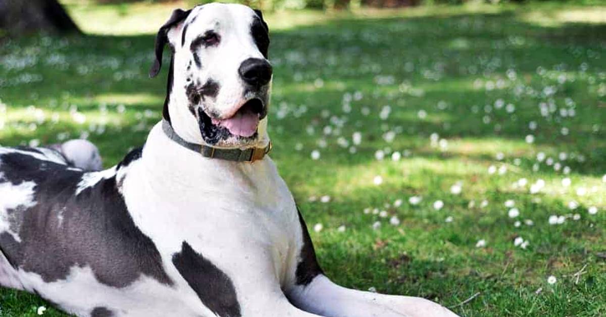 Alano, carattere e temperamento: cosa sapere su questo cane