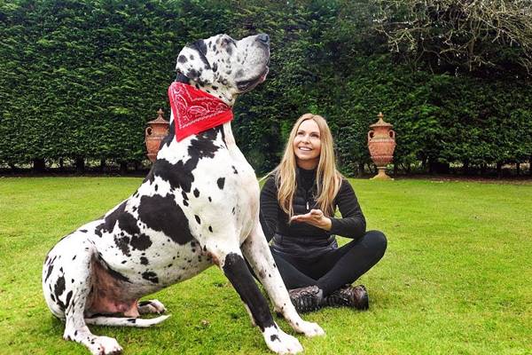 l'alano è un cane gigante ma dal cuore d'oro