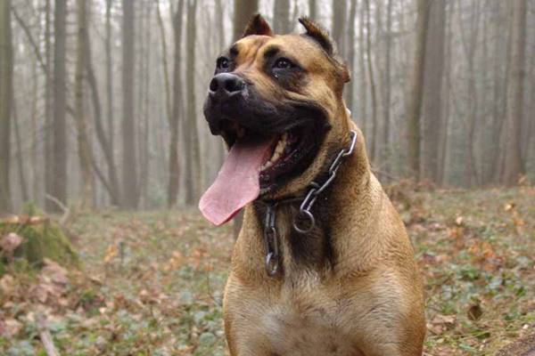 cane che va a caccia nei boschi