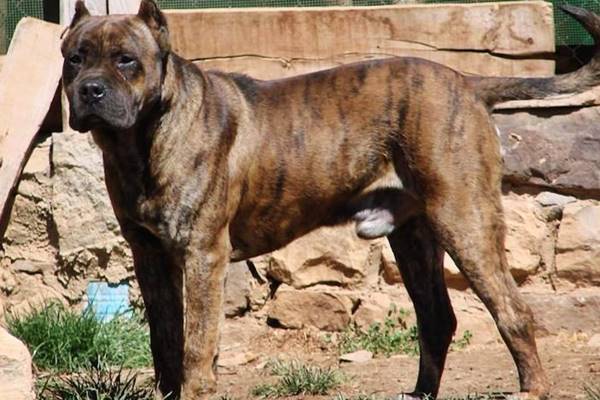 cane da combattimento originario della spagna