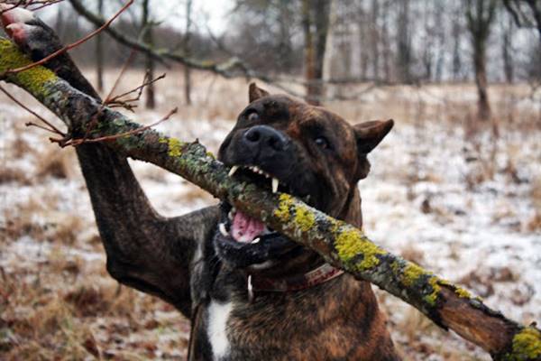 cane aggressivo e pericoloso