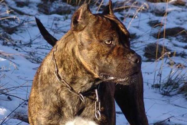 cane con la testa larga e la mascella forte