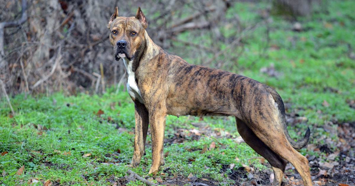 Alano spagnolo, storia di un cane che oggi non esiste più