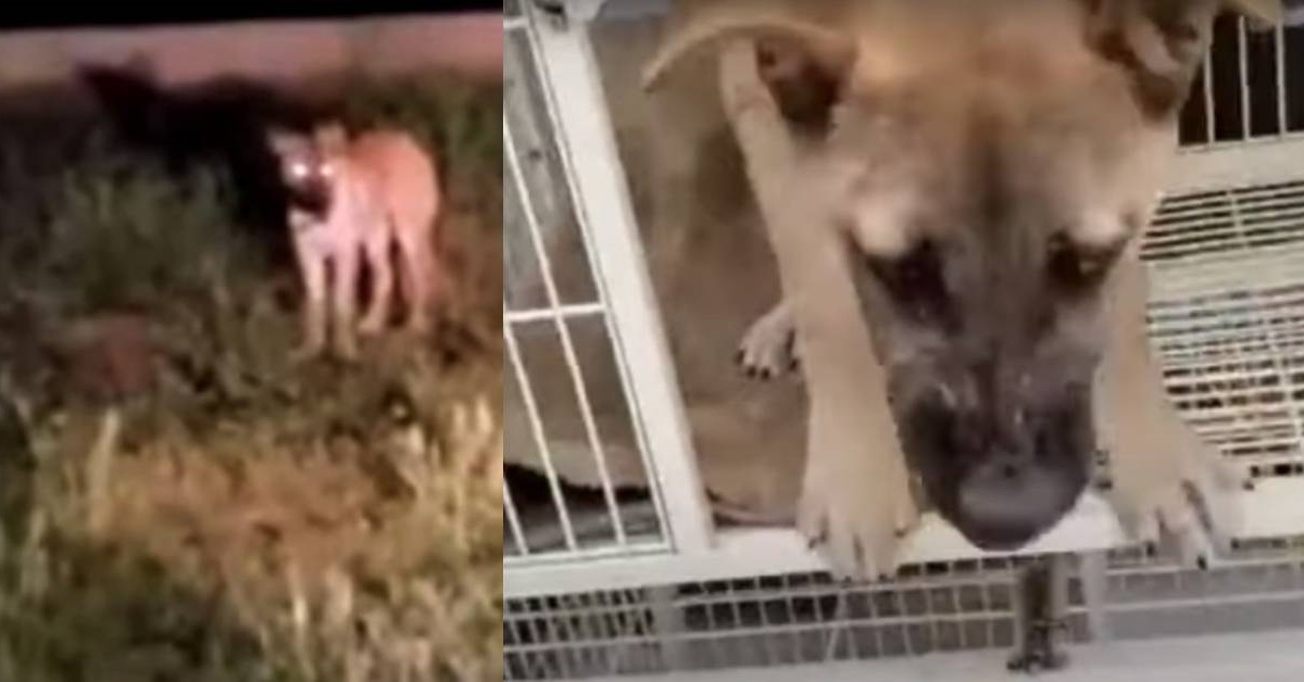 Cane abbandonato e spaventato, viene salvato durante la notte (VIDEO)