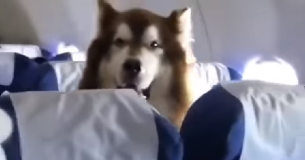 Cane Alaskan Malamute in aereo, ecco come si è comportato (VIDEO)