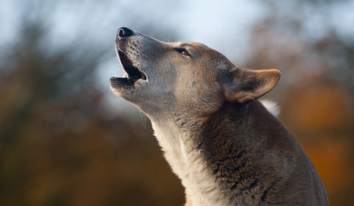 cane simile a un lupo