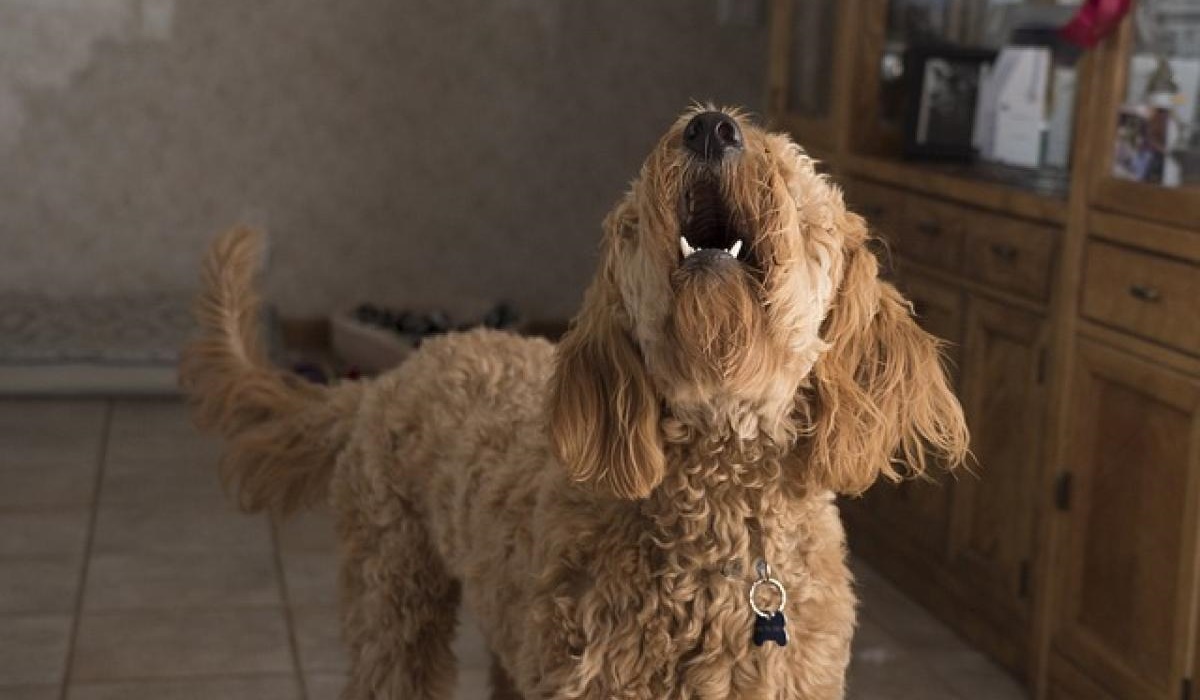 cane con il pelo riccio