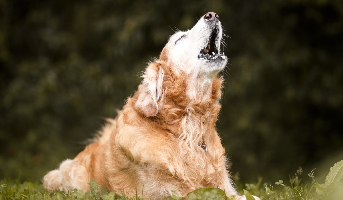 golden retriever al parco