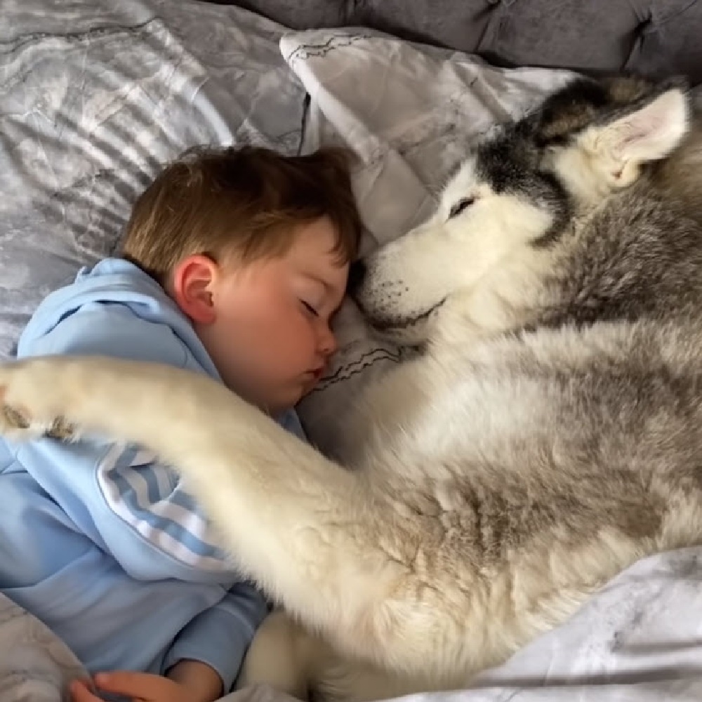 cane husky amico bambino per sempre