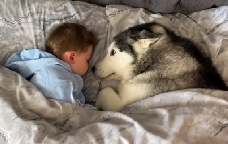 cane husky dorme vicino bambino