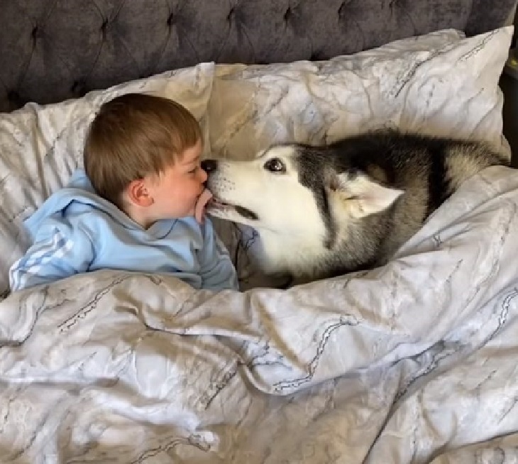 cane husky dispensa amore