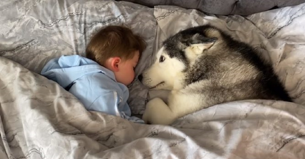 Cane husky si rifiuta di scendere dal letto del bambino (VIDEO)