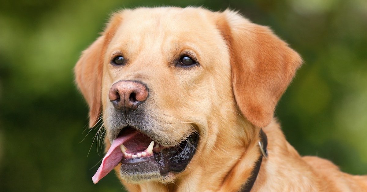 Cane maschio, come si comporta?