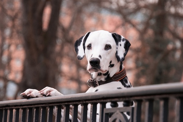 Cane dalmata