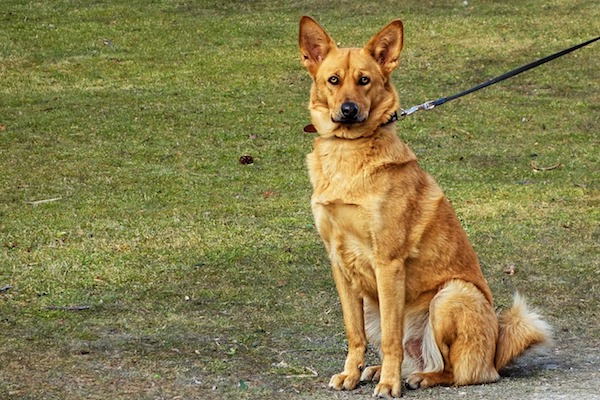 Cane al guinzaglio