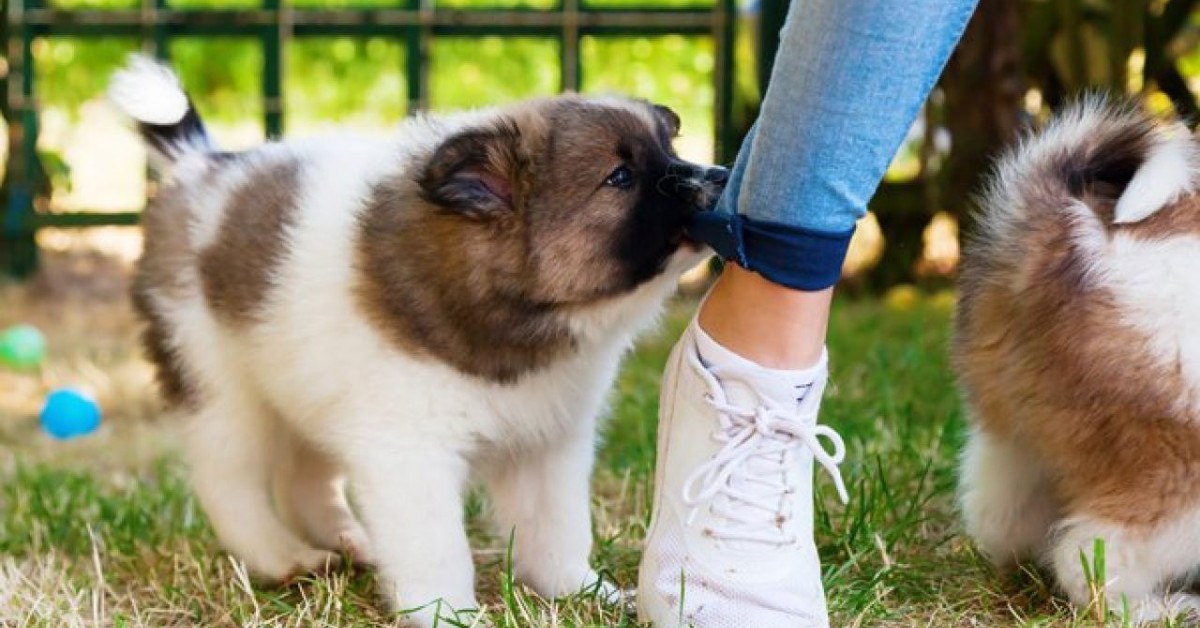 Perché il cane ti morde i piedi quando cammini?