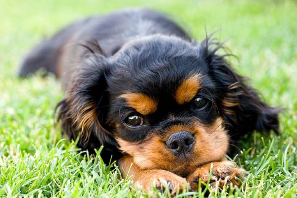 cane cucciolo