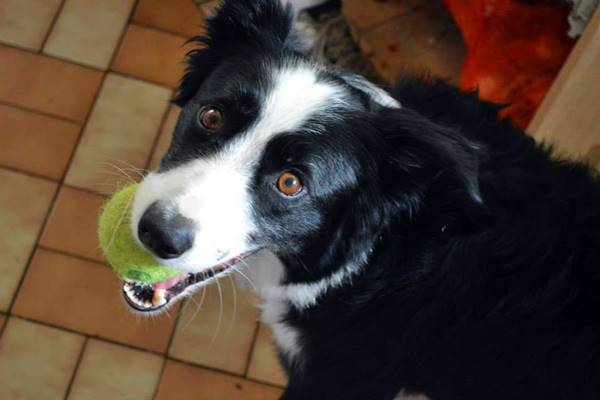 cane con la sua pallina preferita