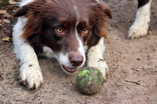 cane ossessivo con la pallina