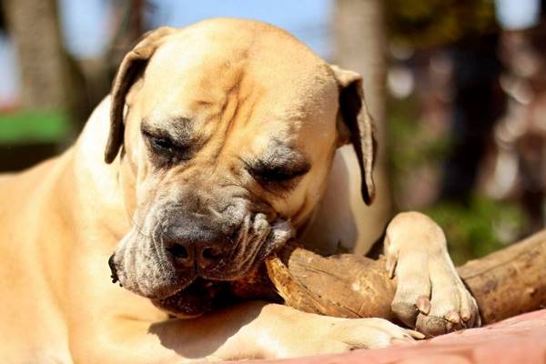 cane che morde un pezzo di legno