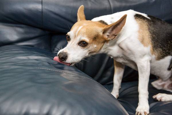 cane con un disturbo compulsivo