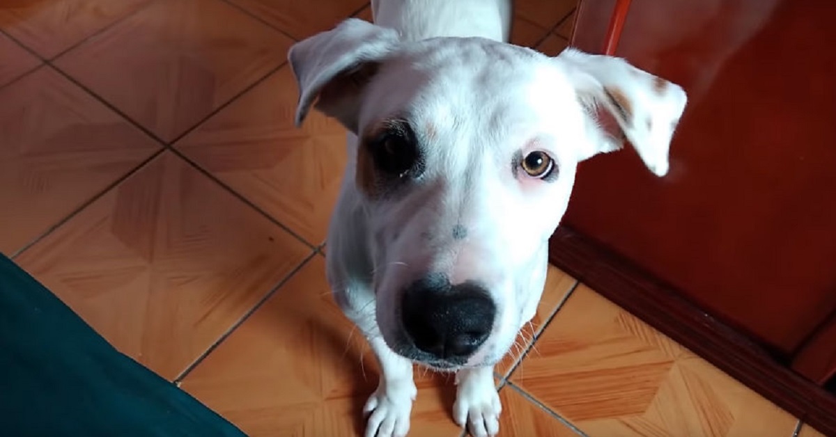 Cane sale furtivamente nella macchina dell’uomo in sua assenza (VIDEO)