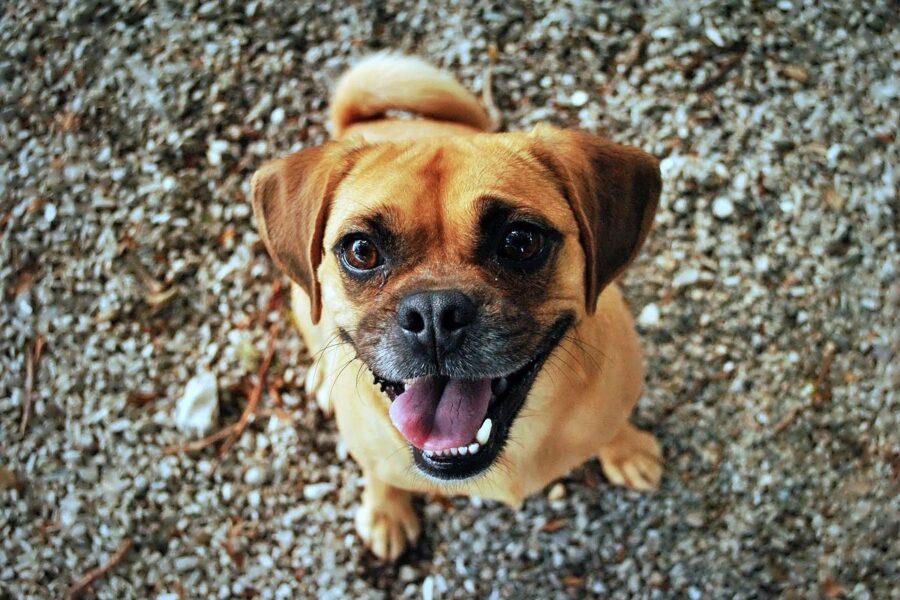 cagnolino che guarda all'insù