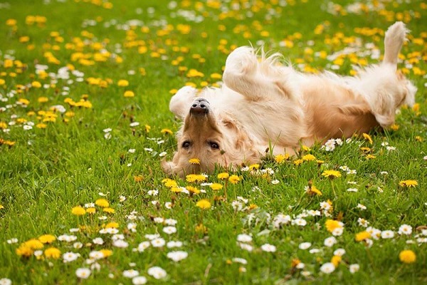 cane sdraiato su un prato a pancia in su