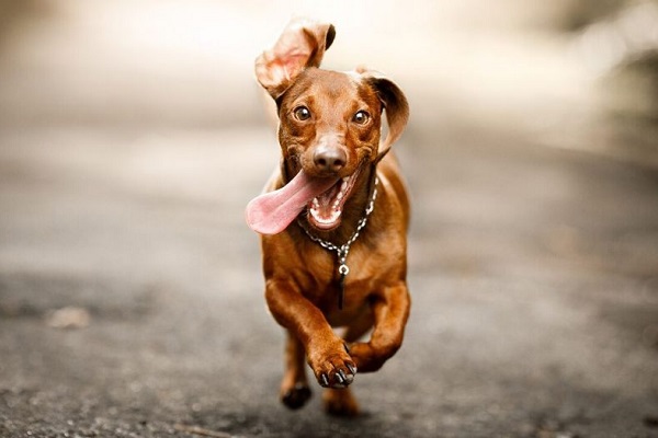 cane corre per strada